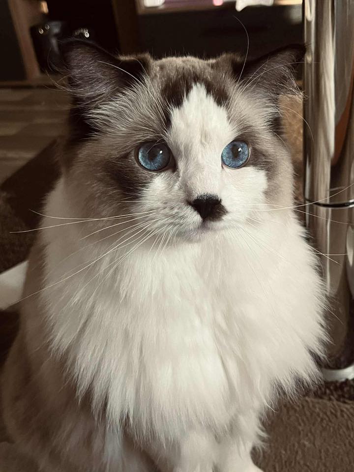 /images/Galeria/Ragdoll Rajongók Rezidenciája/35 András Katalin.jpg